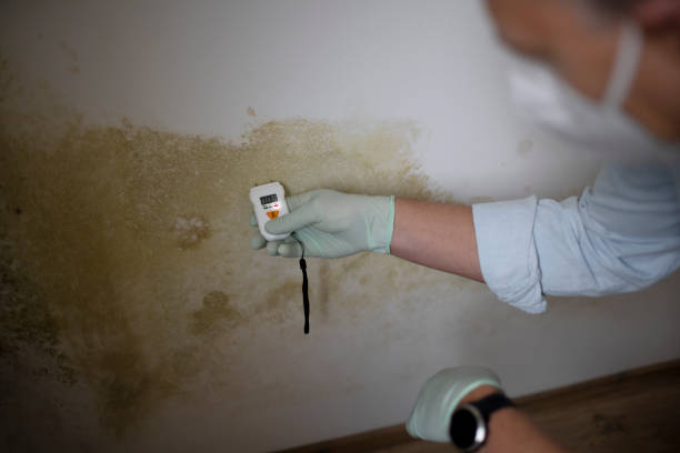Mold Testing and Removal in Maricopa, CA
