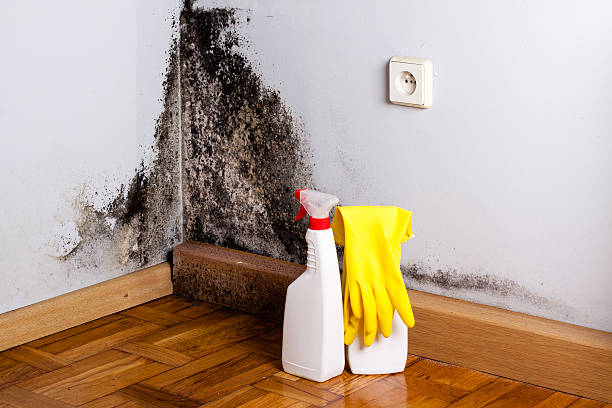 Mold Removal and Inspection in Maricopa, CA