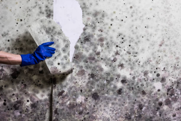 Best Black Mold Removal  in Maricopa, CA
