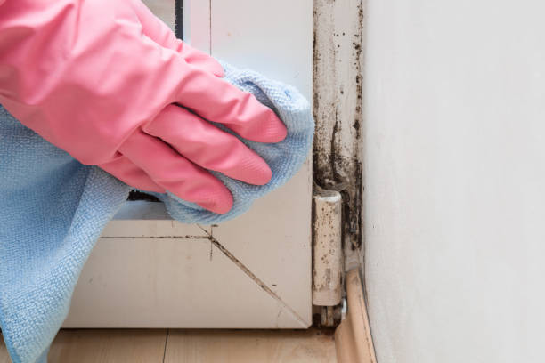 Best Mold Cleaning Services  in Maricopa, CA